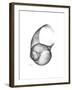 Moonsnail 4-Albert Koetsier-Framed Premium Giclee Print