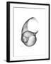 Moonsnail 4-Albert Koetsier-Framed Premium Giclee Print