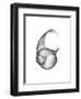 Moonsnail 4-Albert Koetsier-Framed Premium Giclee Print