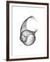 Moonsnail 4-Albert Koetsier-Framed Premium Giclee Print