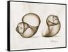 Moonsnail Moments-Albert Koetsier-Framed Stretched Canvas