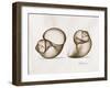 Moonsnail Moments-Albert Koetsier-Framed Art Print