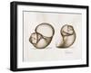 Moonsnail Moments-Albert Koetsier-Framed Art Print