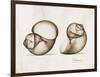 Moonsnail Moments-Albert Koetsier-Framed Art Print