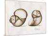 Moonsnail Moments-Albert Koetsier-Mounted Art Print