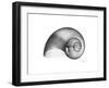 Moonsnail Xray-Albert Koetsier-Framed Premium Giclee Print