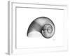 Moonsnail Xray-Albert Koetsier-Framed Premium Giclee Print