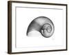 Moonsnail Xray-Albert Koetsier-Framed Premium Giclee Print