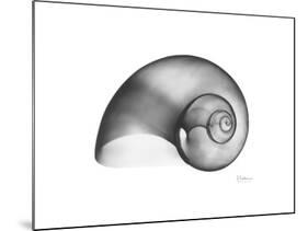 Moonsnail Xray-Albert Koetsier-Mounted Premium Giclee Print