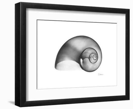 Moonsnail Xray-Albert Koetsier-Framed Premium Giclee Print