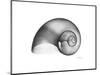 Moonsnail Xray-Albert Koetsier-Mounted Premium Giclee Print