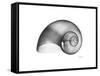 Moonsnail Xray-Albert Koetsier-Framed Stretched Canvas