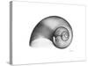 Moonsnail Xray-Albert Koetsier-Stretched Canvas