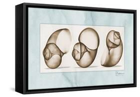 Moonsnails Trio-Albert Koetsier-Framed Stretched Canvas