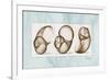 Moonsnails Trio-Albert Koetsier-Framed Premium Giclee Print