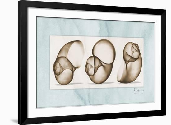 Moonsnails Trio-Albert Koetsier-Framed Premium Giclee Print