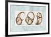 Moonsnails Trio-Albert Koetsier-Framed Premium Giclee Print