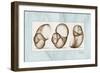 Moonsnails Trio-Albert Koetsier-Framed Art Print