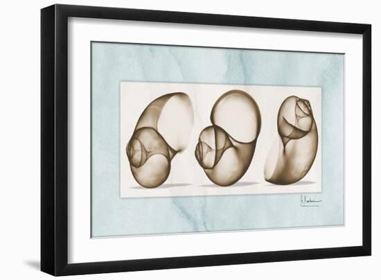 Moonsnails Trio-Albert Koetsier-Framed Art Print