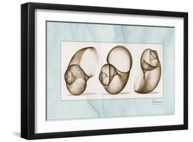 Moonsnails Trio-Albert Koetsier-Framed Art Print