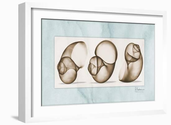 Moonsnails Trio-Albert Koetsier-Framed Art Print