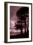 Moonstone Beach Tree Silhouettes-Vincent James-Framed Photographic Print