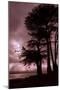 Moonstone Beach Tree Silhouettes-Vincent James-Mounted Photographic Print