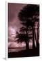 Moonstone Beach Tree Silhouettes-Vincent James-Framed Photographic Print