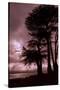 Moonstone Beach Tree Silhouettes-Vincent James-Stretched Canvas