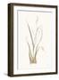 Moor Grass-Chris Paschke-Framed Art Print