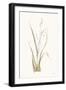 Moor Grass-Chris Paschke-Framed Art Print