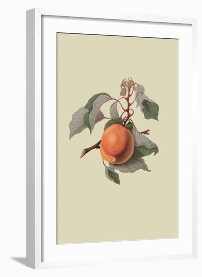 Moor Park Apricot-William Hooker-Framed Art Print