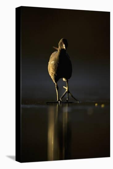 Moorhen (Gallinula Chloropus) Adult Walking on Frozen Lake at Dusk, Backlit, Derbyshire, UK-Andrew Parkinson-Stretched Canvas