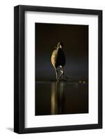 Moorhen (Gallinula Chloropus) Adult Walking on Frozen Lake at Dusk, Backlit, Derbyshire, UK-Andrew Parkinson-Framed Photographic Print