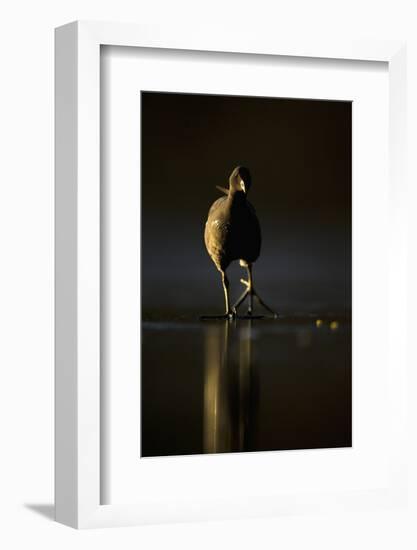 Moorhen (Gallinula Chloropus) Adult Walking on Frozen Lake at Dusk, Backlit, Derbyshire, UK-Andrew Parkinson-Framed Photographic Print