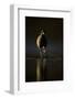 Moorhen (Gallinula Chloropus) Adult Walking on Frozen Lake at Dusk, Backlit, Derbyshire, UK-Andrew Parkinson-Framed Photographic Print