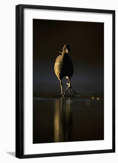 Moorhen (Gallinula Chloropus) Adult Walking on Frozen Lake at Dusk, Backlit, Derbyshire, UK-Andrew Parkinson-Framed Photographic Print