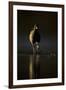 Moorhen (Gallinula Chloropus) Adult Walking on Frozen Lake at Dusk, Backlit, Derbyshire, UK-Andrew Parkinson-Framed Photographic Print