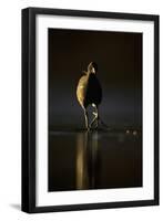 Moorhen (Gallinula Chloropus) Adult Walking on Frozen Lake at Dusk, Backlit, Derbyshire, UK-Andrew Parkinson-Framed Photographic Print