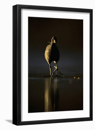 Moorhen (Gallinula Chloropus) Adult Walking on Frozen Lake at Dusk, Backlit, Derbyshire, UK-Andrew Parkinson-Framed Photographic Print