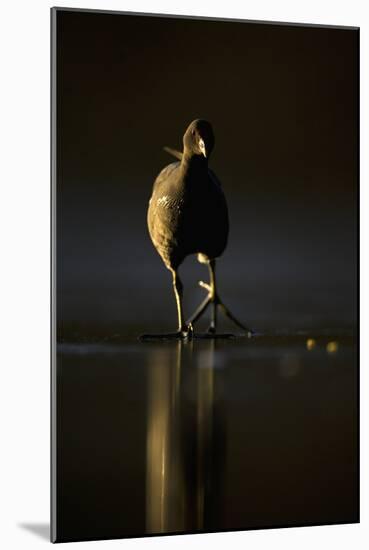 Moorhen (Gallinula Chloropus) Adult Walking on Frozen Lake at Dusk, Backlit, Derbyshire, UK-Andrew Parkinson-Mounted Photographic Print