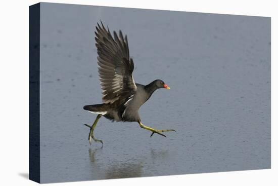 Moorhen (Gallinula Chloropus) Running on a Frozen Lagoon, Brownsea Island, Dorset, England, UK-Bertie Gregory-Stretched Canvas