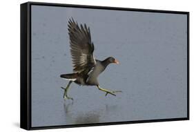 Moorhen (Gallinula Chloropus) Running on a Frozen Lagoon, Brownsea Island, Dorset, England, UK-Bertie Gregory-Framed Stretched Canvas