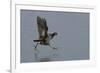 Moorhen (Gallinula Chloropus) Running on a Frozen Lagoon, Brownsea Island, Dorset, England, UK-Bertie Gregory-Framed Photographic Print