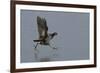 Moorhen (Gallinula Chloropus) Running on a Frozen Lagoon, Brownsea Island, Dorset, England, UK-Bertie Gregory-Framed Photographic Print