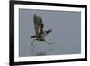 Moorhen (Gallinula Chloropus) Running on a Frozen Lagoon, Brownsea Island, Dorset, England, UK-Bertie Gregory-Framed Photographic Print