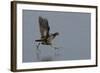 Moorhen (Gallinula Chloropus) Running on a Frozen Lagoon, Brownsea Island, Dorset, England, UK-Bertie Gregory-Framed Photographic Print