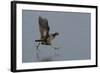 Moorhen (Gallinula Chloropus) Running on a Frozen Lagoon, Brownsea Island, Dorset, England, UK-Bertie Gregory-Framed Photographic Print