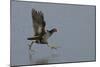 Moorhen (Gallinula Chloropus) Running on a Frozen Lagoon, Brownsea Island, Dorset, England, UK-Bertie Gregory-Mounted Photographic Print