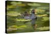 Moorhen in Water-null-Stretched Canvas